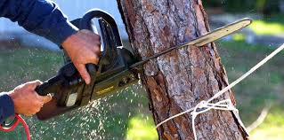 How Our Tree Care Process Works  in  Loves Park, IL