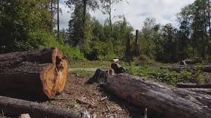 Best Stump Grinding and Removal  in Loves Park, IL