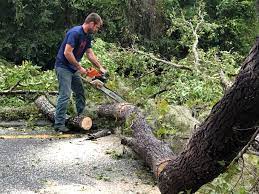 Best Fruit Tree Pruning  in Loves Park, IL