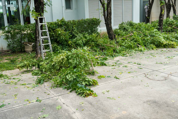 Best Hedge Trimming  in Loves Park, IL